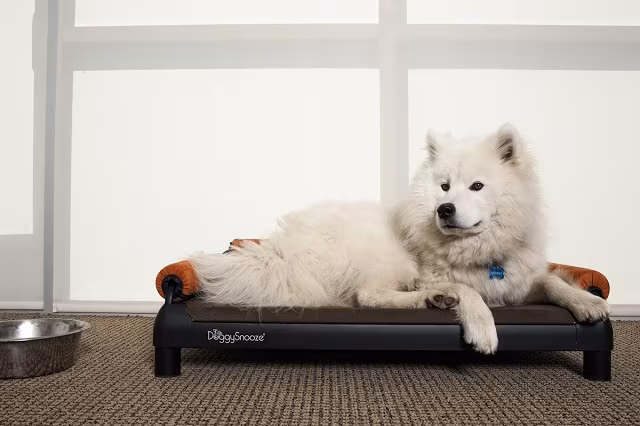 DoggySnooze snoozeSofa_1