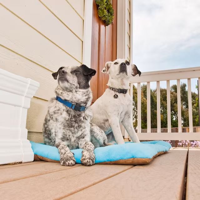 P.L.A.Y. Pet Lifestyle and You Chill Pad Blue