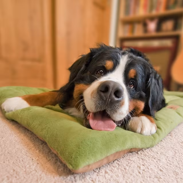 P.L.A.Y. Pet Lifestyle and You Chill Pad Green