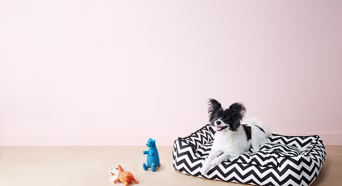 Everything Pet: Beds & Toys by Jax & Bones at Gilt