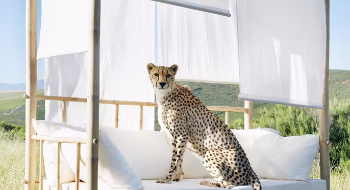 It's a Jungle Out There: Exotic Outdoor at Gilt