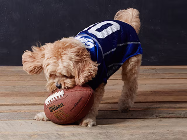 Mirage Pet Products New York Giants Pet Jersey