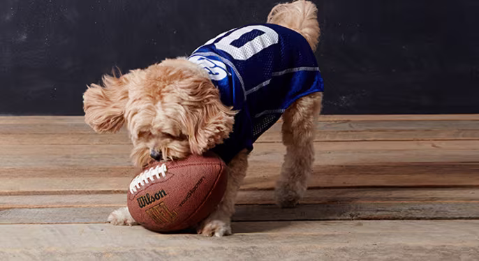 Tail-Gate Party: Game Day Pet Accessories at Gilt