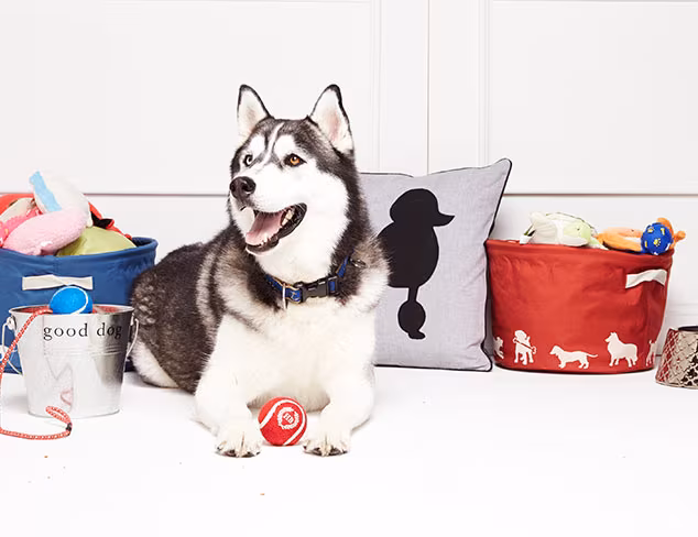 Pet Perfect: Beds, Carriers & More at MYHABIT