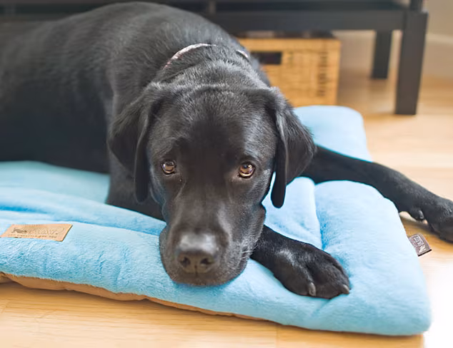 Pet Gear & Accessories at MYHABIT