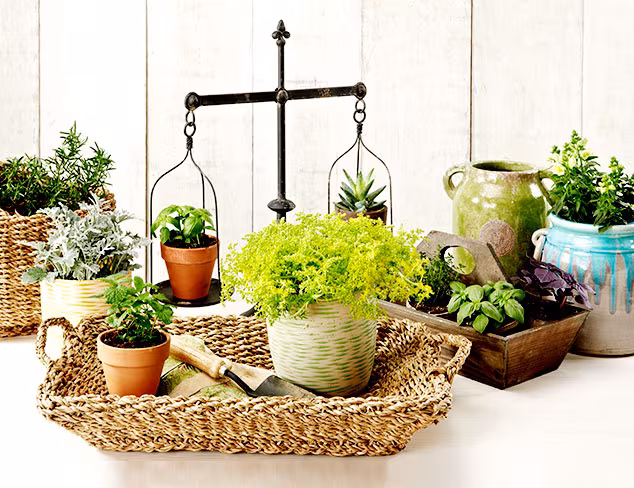 Summer Prep: Refreshing the Garden at MYHABIT